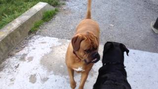 Dogge De Bordeaux VS Rottweiler [upl. by Htnamas]