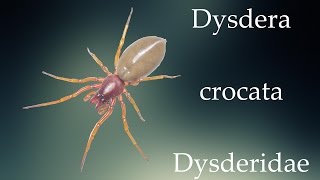 Dysdera crocata  Dysderidae [upl. by Oatis341]