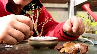 Starting Three New Bonsai Trees [upl. by Annaek]