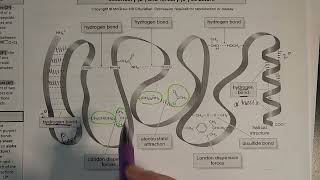 Proteins  tertiary and quaternary structure [upl. by Poppy]