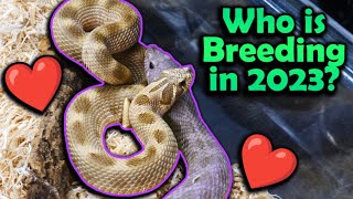 Snake Breeding Plans 2023 [upl. by Ynes]