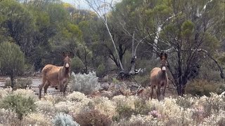 Coast to Goldfields Safari 2024 Gold Diggings North of Rowles LagoonKunanalling…Western Australia [upl. by Brandise]