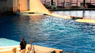 Baltimore Aquarium Dolphin Show Part 1 of 2 [upl. by Etnahsa143]