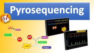 Pyrosequencing  The Basic Principle and Steps Involved Explained [upl. by Lleroj]