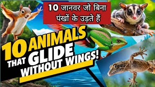 10 Animals That Glide Without Wings10 जानवर जो बिना पंखों के उड़ते हैं animals facts glide [upl. by Rossy464]