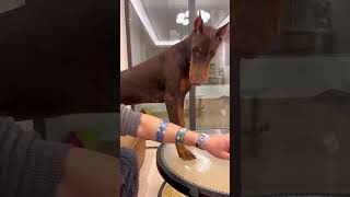 So funny dog pet comedy animals funnydogs [upl. by Delaryd]