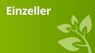 Wie Einzeller leben  Biologie  Biologie der Zellen [upl. by Gerti999]