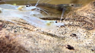 Amano Shrimp  Caridina multidentata [upl. by Love]