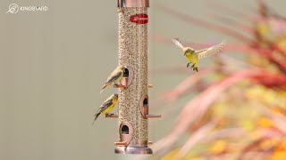 Best Bird Feeder to Attract Backyard Birds  KingsyardTube Bird Feeder  Watching Birds for Cats [upl. by Leesen]