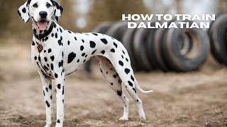 How To Train Dalmatian  DoggieTalk [upl. by Olaznog]