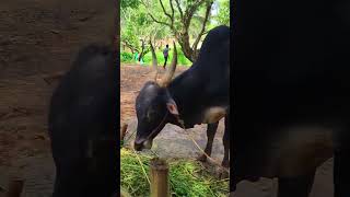 hallikar bull jallikattu bull [upl. by Otipaga]