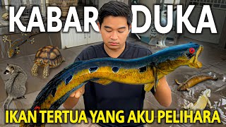 IKAN JUMBO TERTUA YANG ADA DIKOLAM SUDAH BERAKHIR [upl. by Nyrac]