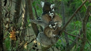 Twin Baby Ring Tailed Lemurs  Madagascar  David Attenborough  BBC Earth [upl. by Resiak840]