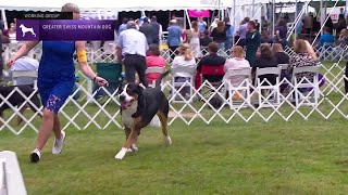 Greater Swiss Mountain Dogs  Breed Judging 2021 [upl. by Rivy]