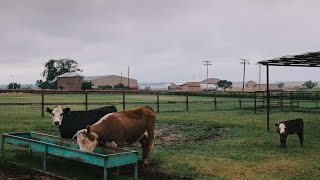 Waggoner Ranch Iconic Chunk of Texas for Sale at 725 Million [upl. by Eboj]