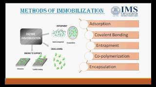 Enzyme immobilization [upl. by Garret]