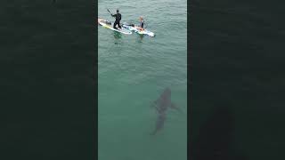 👀 Great White Shark Sneaks Up Behind My Board‼️Subscribe to see what happens next GreatWhite Shark [upl. by Helali]