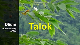 Talok Muntingia calabura [upl. by Johns]