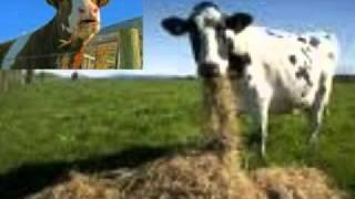 Prophecy update 200 Cows Drop dead in Stockton Wisconsin End time News and events dead cows [upl. by O'Carroll]