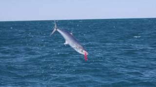 Mackerel Jumping at the Montebello Islands WA [upl. by Dekeles]