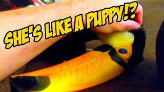 How to Tell When a Toucan Wants To Be Pet LIKE A PUPPY [upl. by Kelvin]