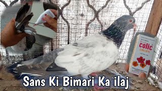 Sans Ki Bimari Ka ilaj  Hashim Mahmood Pigeons [upl. by Malha42]