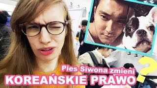 Co zrobił PIES SIWONA Z SUPER JUNIOR  Targi KPET FAIR Pyra w Korei [upl. by Merri320]