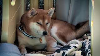 4K SLEEPING DOG  SHIBA INU DOG SLEEPING 1 HOUR RELAXING VIDEO  ИЧИ СПИТ 💤🐕 [upl. by Leikeze]