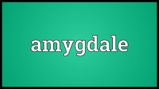 Amygdale Meaning [upl. by Wolenik]