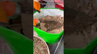 Grow bag kaise bharen gardening youtubeshorts [upl. by Dew]