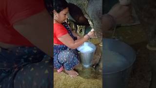 Milking ♥️cow gaushala womenpower dairyfarm dairy diljitdosanjh [upl. by Khano]