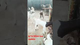 Gazipur bakra mandi live update 6112024 [upl. by Glenn]