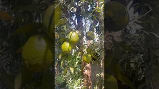 Orange pickle ytshorts ytshortsindia shortsfeed shortvideo orange pickle achar love [upl. by Oibaf82]