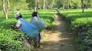 India Tea News  22 November 2024 [upl. by Trent]