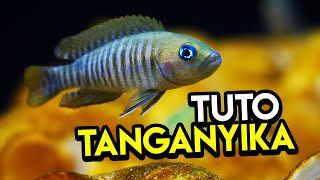 Tuto AQUARIUM TANGANYIKA pour débutants  Neolamprologus Multifasciatus [upl. by Eiruam]