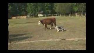 Blue the Border Collie while herding cattle [upl. by Missy]