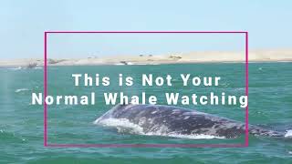 Magdalena Bay Gray Whales Come to You [upl. by Yael]