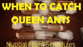 When to Catch Queen Ants Nuptial Flight Schedules  AntsCanada Tutorial 36 [upl. by Enelym]