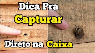 COMO CAPTURAR ABELHA JATAI DIRETO NA CAIXA [upl. by Patrice15]