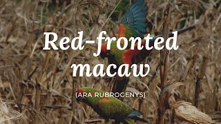 Redfronted macaw Ara rubrogenys [upl. by Notsahc364]