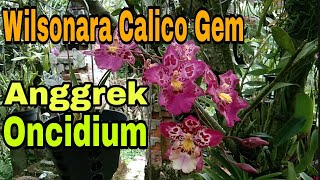 Anggrek Oncidium Wilsonara Calico Gem Berbunga II Orkid Oncidium Wilsonara Calico Gem Berbunga [upl. by Nimar]