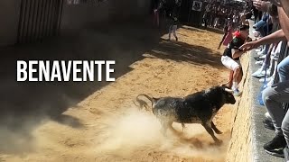 Benavente 2024 Toros de Los Condes Duques [upl. by Cassil]