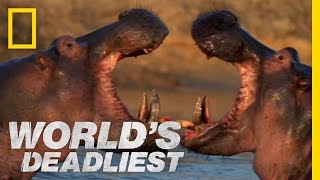 Hippo vs Hippo  Worlds Deadliest [upl. by Eisler]