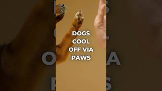 Dogs cool off via paws DogFacts CanineHealth PetCare DogScience AnimalAnatomy dogs pets [upl. by Rattray]