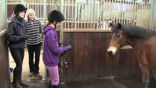 How rehoming a rescue horse is both simple and rewarding [upl. by Zosima570]