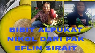 Kedatangan Bibit Alpukat Nikol dan Sab 034 langsung dari pak Eflin Sirait [upl. by Ecyac853]