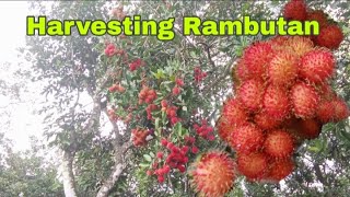 MUSIM HUJAN DI KAMPUNG  MEMETIK BUAH RAMBUTAN HARVESTING RAMBUTAN [upl. by Ingeborg]