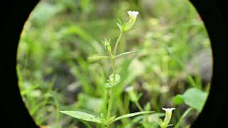 Gratiola neglecta Clammy Hedgehyssop [upl. by Ahsinrev]