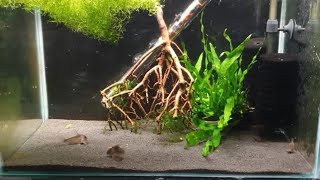 HOW TO BREED CORYDORAS CATFISH PART 1 [upl. by Laehcimaj]