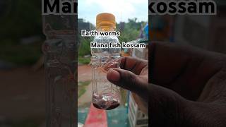 చేప కోసం ఎర్రలు పట్టా  feeding earthworms in Flowerhorn fish trending youtubeshorts shorts [upl. by Ryter]